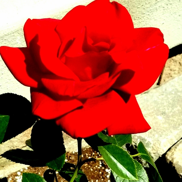 Meet your posher 🇨🇦Kim🇨🇦 - Picture 7 of 9